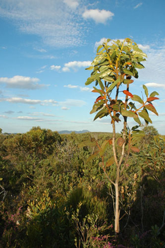 Kew discoveries: Kew discoveries: Eucalyptus brandiana