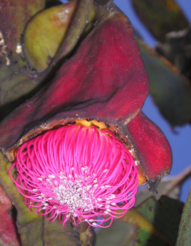 Kew discoveries: Kew discoveries: Eucalyptus brandiana