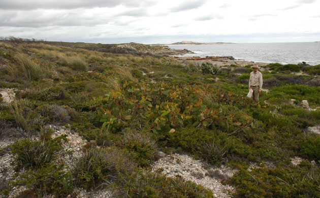 Kew discoveries: Kew discoveries: Eucalyptus sweedmaniana
