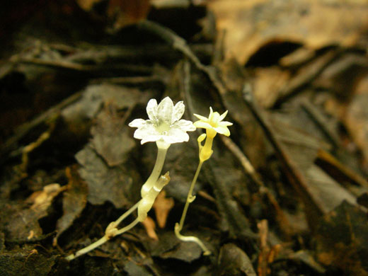 Kew discoveries: Kew discoveries: Two Gymnosiphons