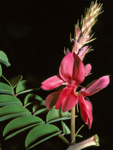 Kew discoveries: Kew discoveries: Indigofera serpentinicola Schrire