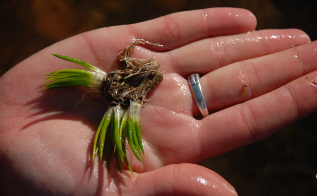 Kew discoveries: Kew discoveries: Isoetes eludens