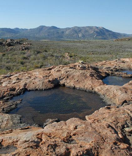 Kew discoveries: Kew discoveries: Isoetes eludens