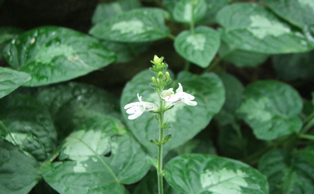 Kew discoveries: Kew discoveries: Isoglossa variegata