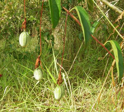 Kew discoveries: Kew discoveries: Passiflora cristalina