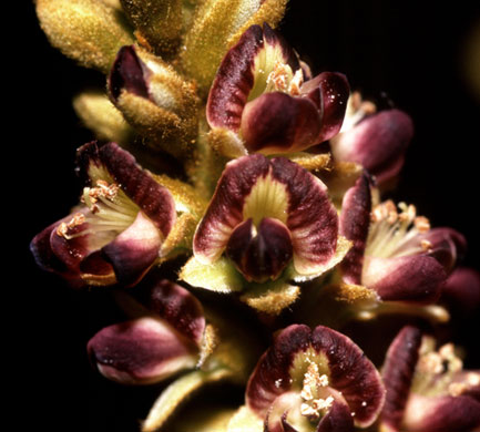 Kew discoveries: Kew discoveries: Tabaroa catingicola