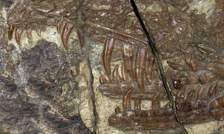 Sinornithosaurus teeth