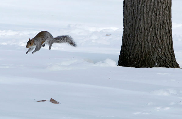 24 hours in pictures: Washington, UK: A squirrel leaps over a thick blanket of snow