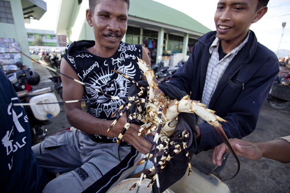 Banda Aceh: Fish are landed and sold at Lampulo village