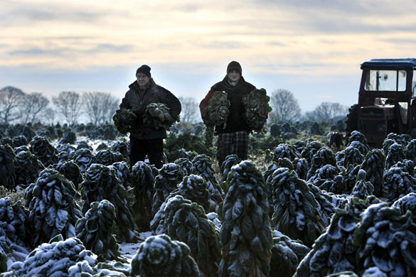 Eyewitness: Mike Parry and Adam Walters gather sprouts at Essington, Wolverhampton