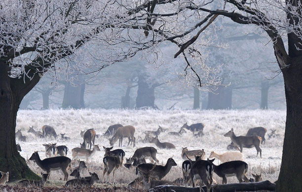 24 hours in pictures: London, UK: Deer graze on a frosty morning in Richmond Park