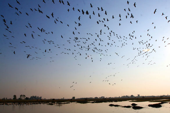 24 hours in pictures: Ranbir Singh Pura, India: Migratory birds take off at the Gharana wetland 
