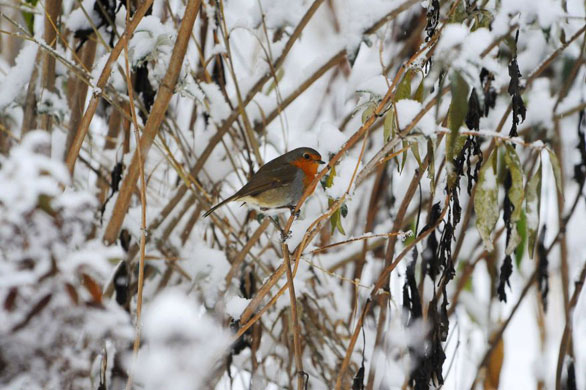 Snow on Christmas Eve: A bird on snow covered branches in Helperby