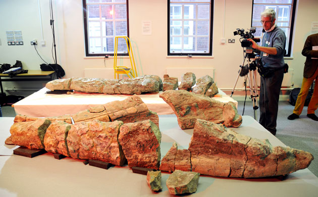 Science 2009: Jurassic Sea monster pliosaur