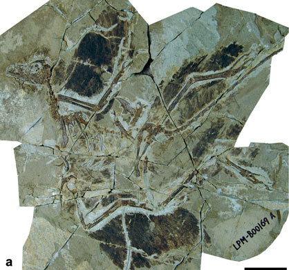 Science 2009: feathered dinosaur fossil, called Anchiornis huxleyi