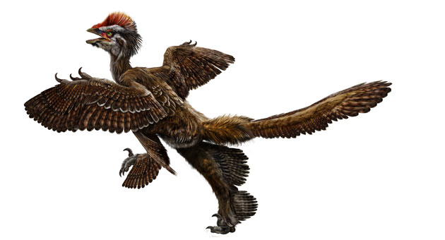 Science 2009: feathered dinosaur fossil, called Anchiornis huxleyi