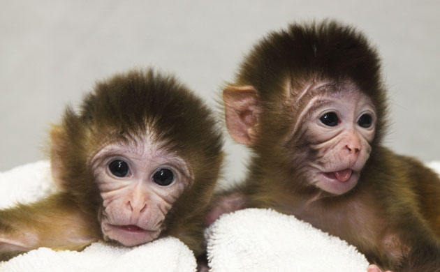 Science 2009: Macaque twins in corrals