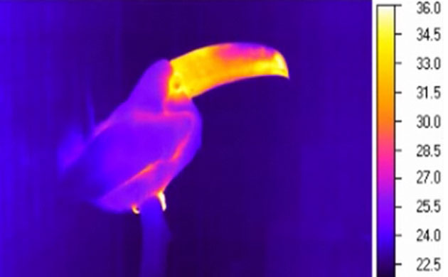 Science 2009: Toucans use their enormous bills to keep their cool