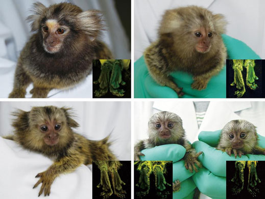 Science 2009: Glow in the dark marmosets