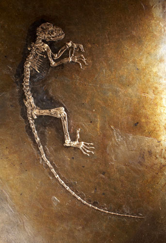 Science 2009: 47 million year-old skeleton of primate Ida