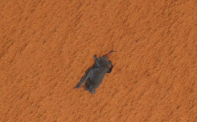 Science 2009: Free tail bat hanging on to space shuttle Discovery