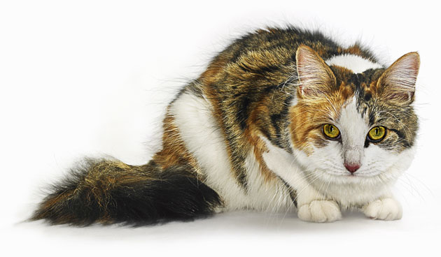 Science 2009: Cat staring