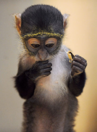 3 December 2009: Hanover, Germany: Three-week-old Sykes' monkey baby