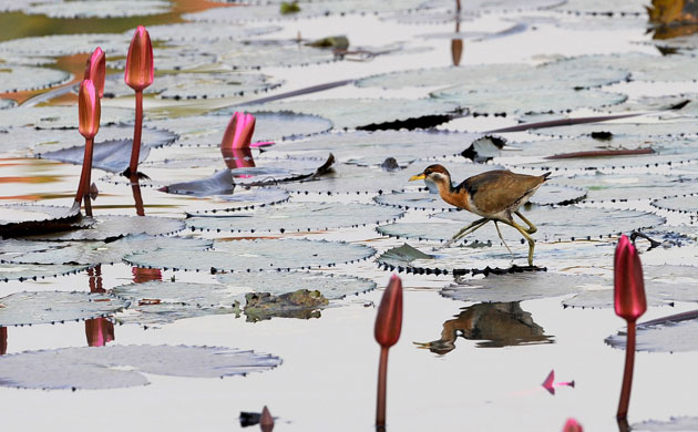 Week in Wildlife: A migranting bird walks on water lily leaves in a lake, Bangladesh