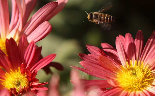 Week in Wildlife: A honeybee hovers over a flower in Kathmandu