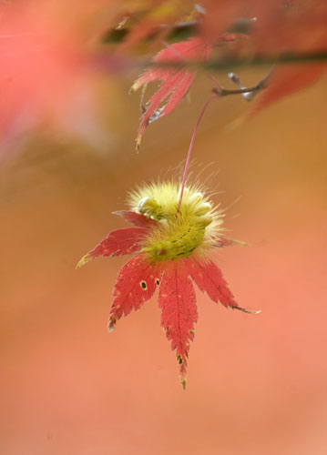 Week in Wildlife: A yellow caterpillar climbs on a red maple leaf, Japan