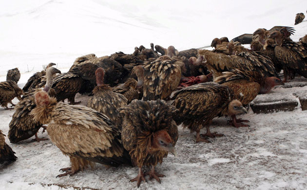 Week in Wildlife: Tibetan sky burial : Vultures eat up the remains of a deceased