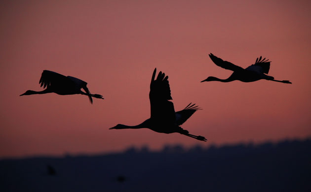 Week in Wildlife: Cranes Break Their Migration South With Israel Stopover