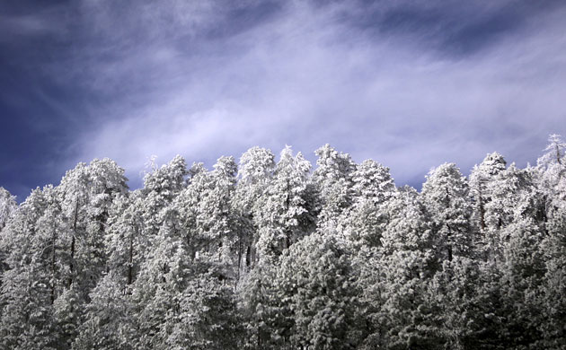 Week in Wildlife: Snow covers Ponderosa pine trees to Mt. Lemmon