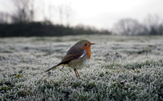 Week in Wildlife: A Robin perches on frozen grass at Kingsbury Water Park in Kingsbury