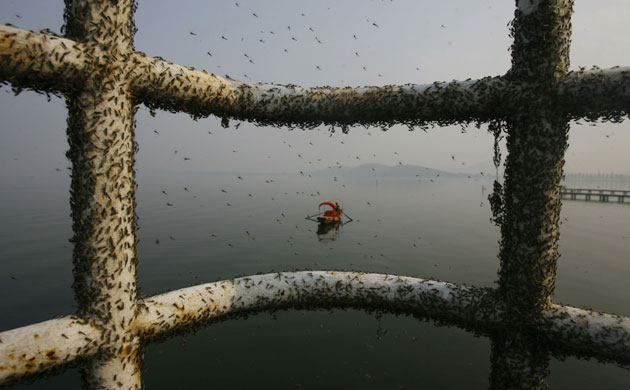 Week in Wildlife: Gnats, or small biting flies, East Lake in Wuhan, Hubei province.