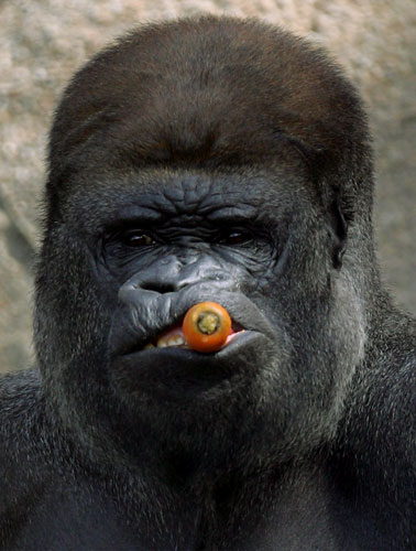 Pictures of the Decade: 13 January 2005: Kibabu, a 240kg male western lowland gorilla