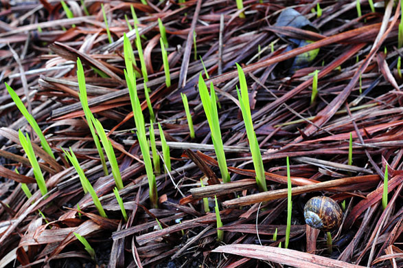 in pictures: rejuvenate: green shoots