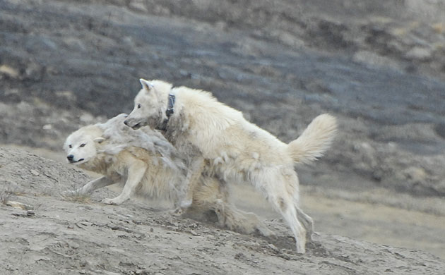 Week in wildlife: satellite collar on the leader, Brutus, of  North Pole wolf pack
