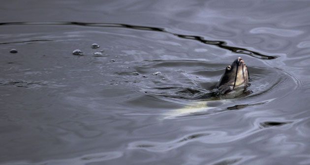 Week in wildlife: Fish in Chicago Sanitary Ship Canal endangered by pollution and Asian carp