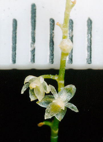 Week in wildlife: world's smallest known orchid, part of the Platystele genus, Ecuador