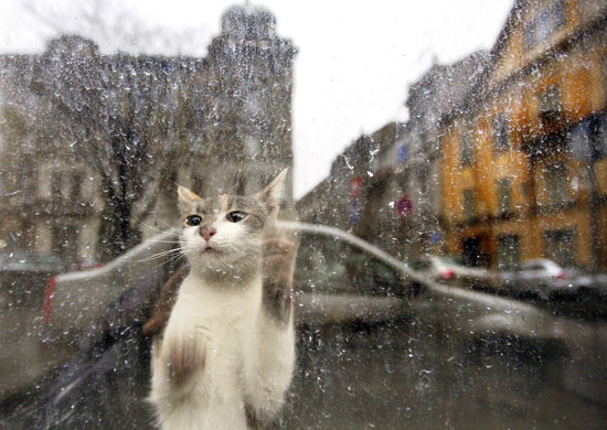 4 December 2009: Timisoara, Romania: A cat looks out from a bankrupt shop
