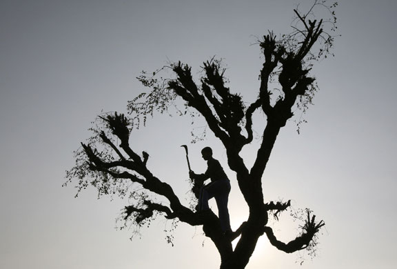 24 Hours: A man cuts a tree on the outskirts of Jammu