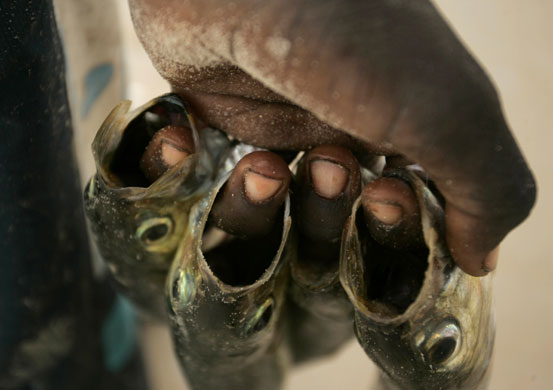 24 Hours: A child holds sardines caught at sea in the port in Nouakchott