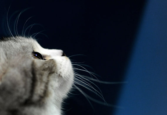 24 hours: Moscow, Russia: A kitten at a cat exhibition