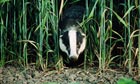 badger notes and queries