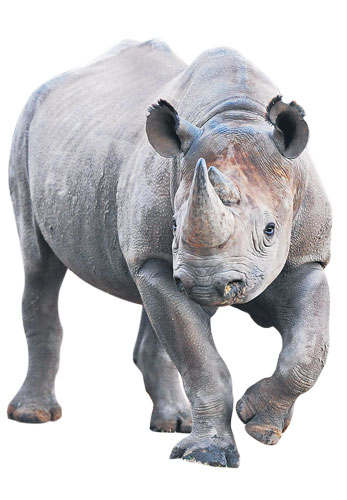 Lost in the noughties: Black Rhinoceros 
