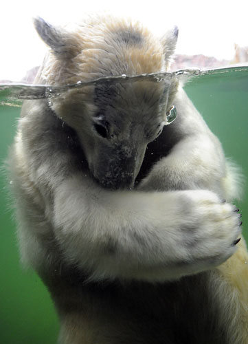 24 hours in pictures: Gelsenkirchen, Germany: A polar bear underwater at the zoo