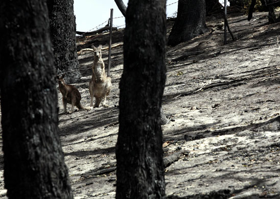 Wildfires in Australia: Wildfires in Australia