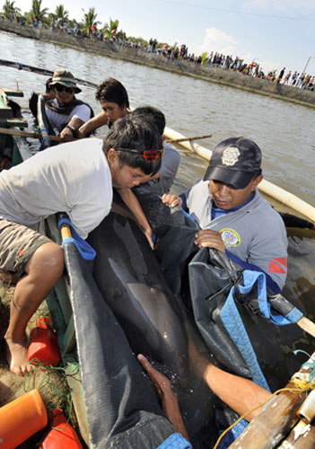 Dolphins beaches: Veterinarian and harbor police come to the aid of a weak melon-headed whale