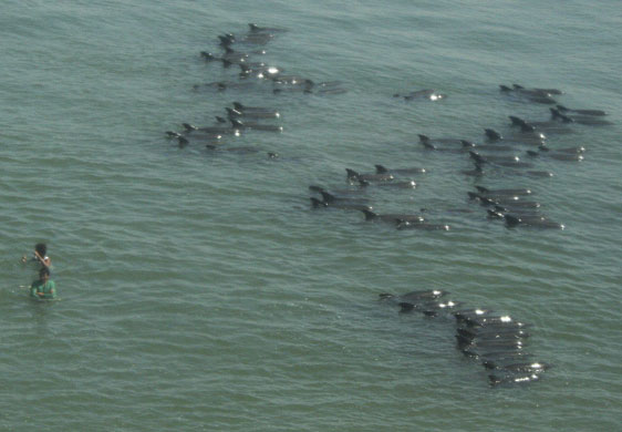 Dolphins beaches: residents try to drive away melon-headed dolphins